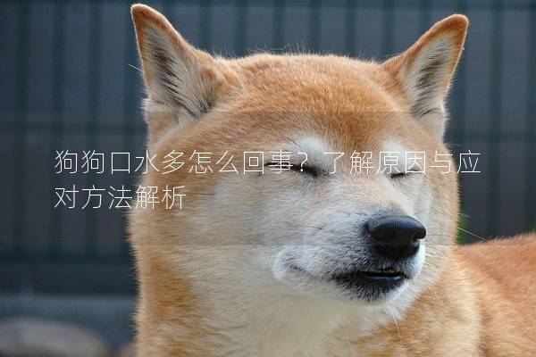 狗狗口水多怎么回事？了解原因与应对方法解析