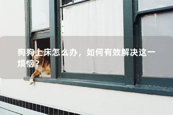狗狗上床怎么办，如何有效解决这一烦恼？