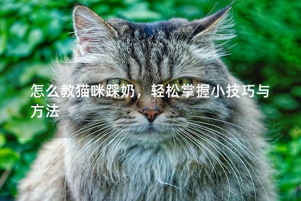怎么教猫咪踩奶，轻松掌握小技巧与方法