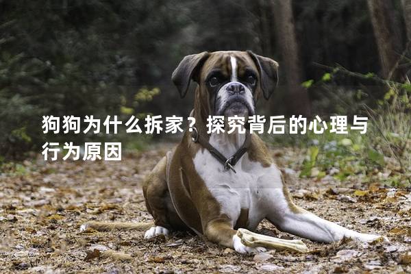 狗狗为什么拆家？探究背后的心理与行为原因