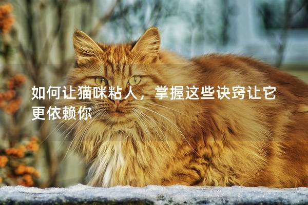 如何让猫咪粘人，掌握这些诀窍让它更依赖你