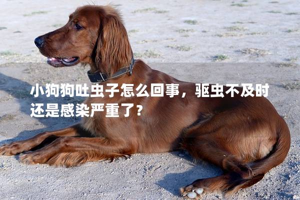 小狗狗吐虫子怎么回事，驱虫不及时还是感染严重了？