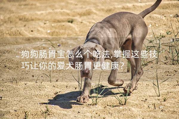 狗狗肠胃宝怎么个吃法,掌握这些技巧让你的爱犬肠胃更健康？