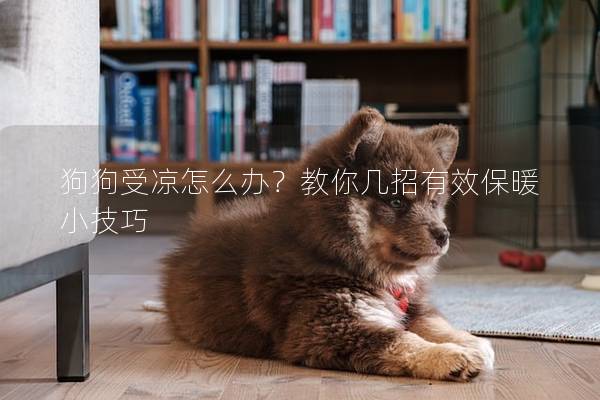 狗狗受凉怎么办？教你几招有效保暖小技巧