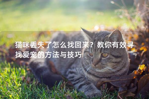 猫咪丢失了怎么找回来？教你有效寻找爱宠的方法与技巧
