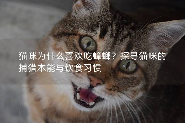 猫咪为什么喜欢吃蟑螂？探寻猫咪的捕猎本能与饮食习惯