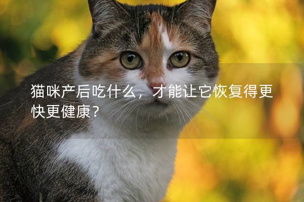 猫咪产后吃什么，才能让它恢复得更快更健康？