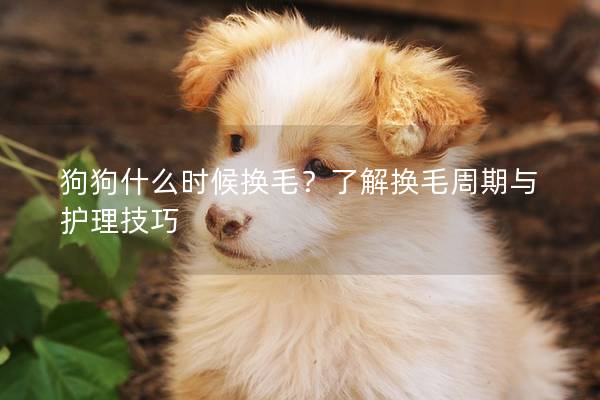 狗狗什么时候换毛？了解换毛周期与护理技巧