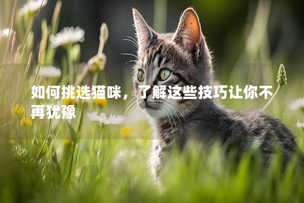 如何挑选猫咪，了解这些技巧让你不再犹豫