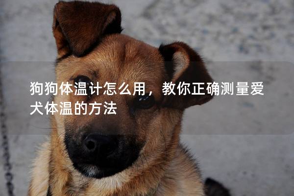 狗狗体温计怎么用，教你正确测量爱犬体温的方法
