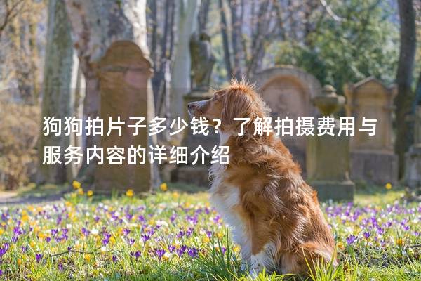 狗狗拍片子多少钱？了解拍摄费用与服务内容的详细介绍