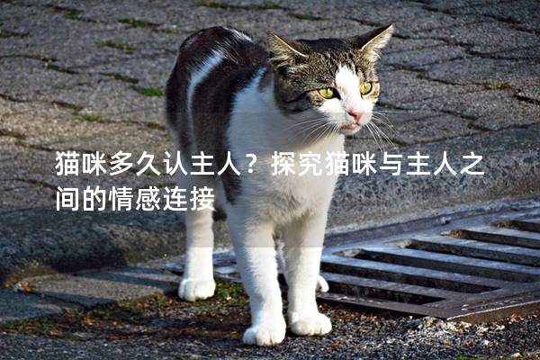 猫咪多久认主人？探究猫咪与主人之间的情感连接