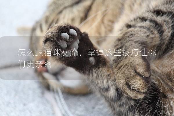 怎么跟猫咪交流，掌握这些技巧让你们更亲密