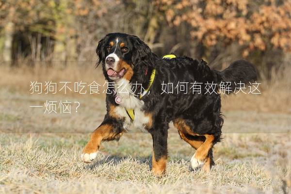 狗狗不吃食怎么办，如何有效解决这一烦恼？