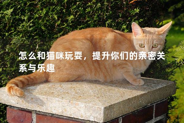 怎么和猫咪玩耍，提升你们的亲密关系与乐趣
