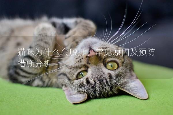 猫咪为什么会脱肛，常见原因及预防措施分析