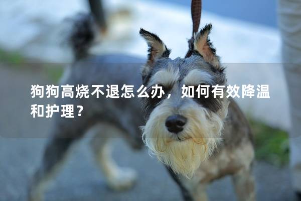 狗狗高烧不退怎么办，如何有效降温和护理？
