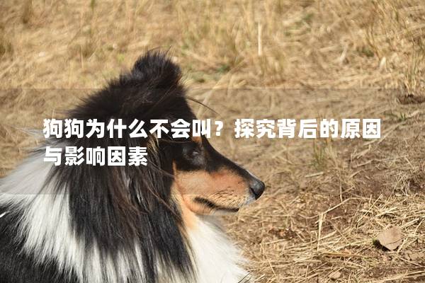 狗狗为什么不会叫？探究背后的原因与影响因素