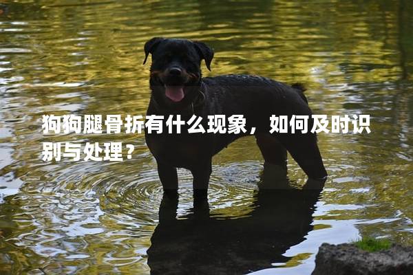 狗狗腿骨折有什么现象，如何及时识别与处理？