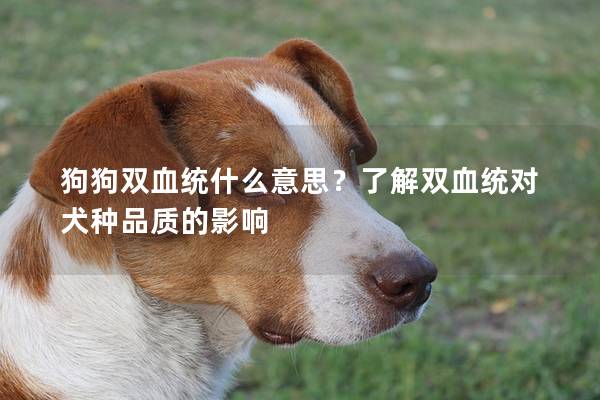 狗狗双血统什么意思?了解双血统对犬种品质的影响 狗狗双血统什么意思?了解双血统对犬种品质的影响