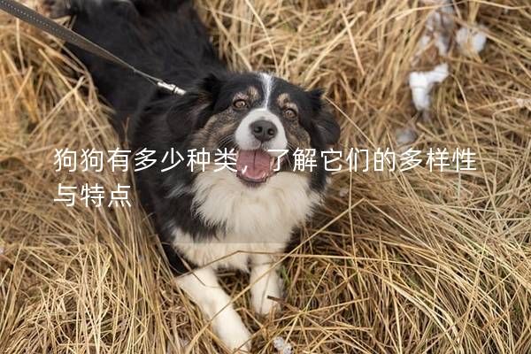 狗狗有多少种类，了解它们的多样性与特点