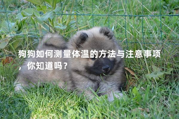 狗狗如何测量体温的方法与注意事项，你知道吗？