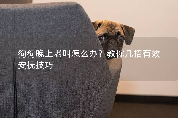 狗狗晚上老叫怎么办？教你几招有效安抚技巧