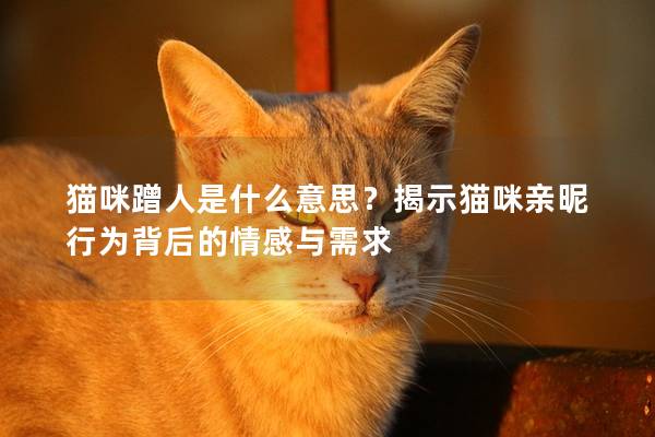 猫咪蹭人是什么意思？揭示猫咪亲昵行为背后的情感与需求
