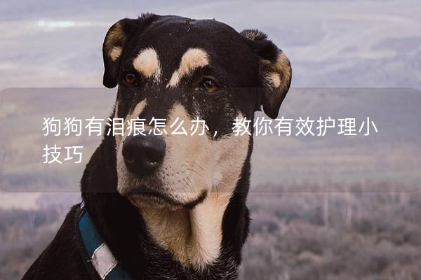 狗狗有泪痕怎么办,教你有效护理小技巧 狗狗有泪痕怎么办,教你有效护理小技巧
