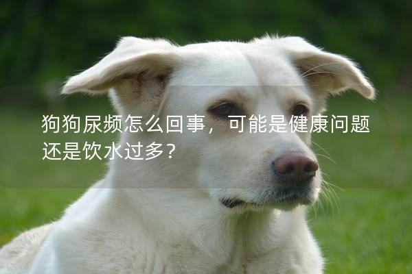 狗狗尿频怎么回事，可能是健康问题还是饮水过多？