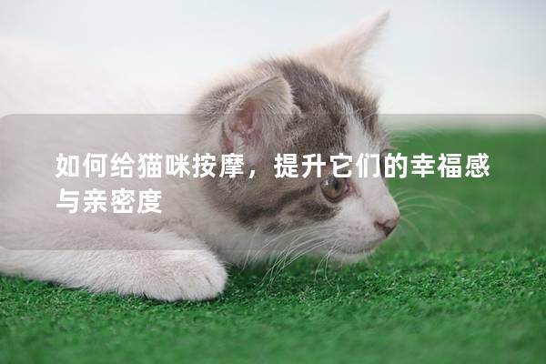如何给猫咪按摩，提升它们的幸福感与亲密度