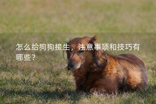 怎么给狗狗接生，注意事项和技巧有哪些？