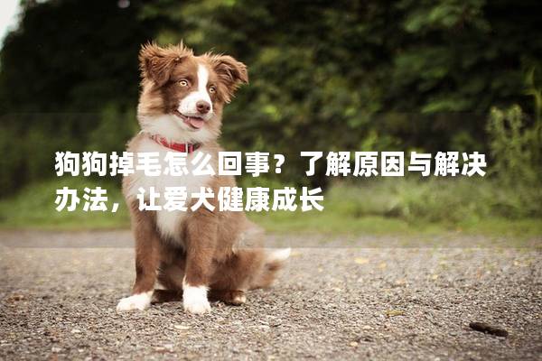 狗狗掉毛怎么回事？了解原因与解决办法，让爱犬健康成长