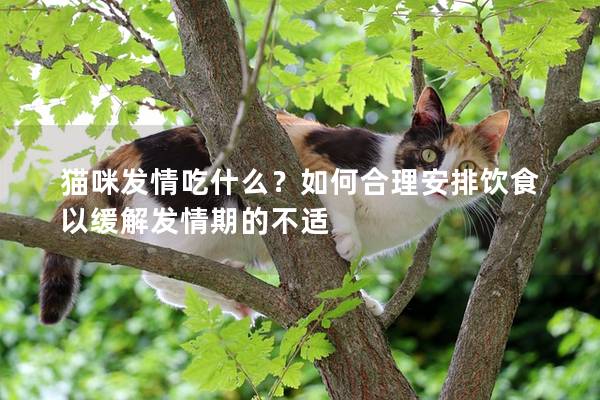 猫咪发情吃什么？如何合理安排饮食以缓解发情期的不适