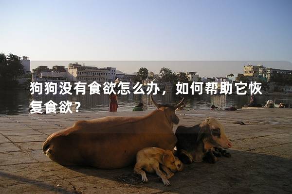 狗狗没有食欲怎么办，如何帮助它恢复食欲？