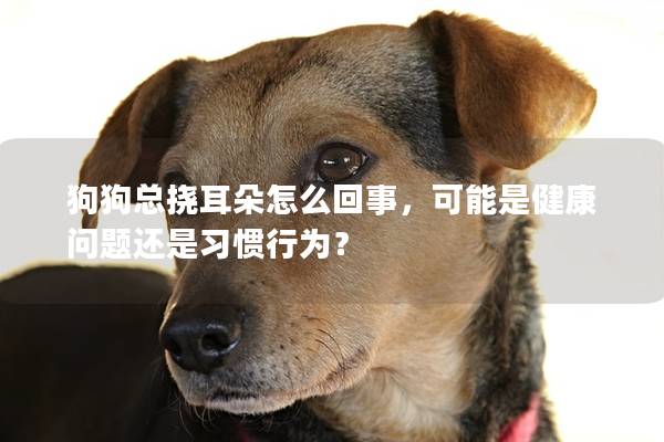 狗狗总挠耳朵怎么回事，可能是健康问题还是习惯行为？
