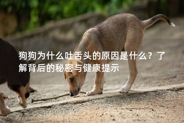狗狗为什么吐舌头的原因是什么？了解背后的秘密与健康提示