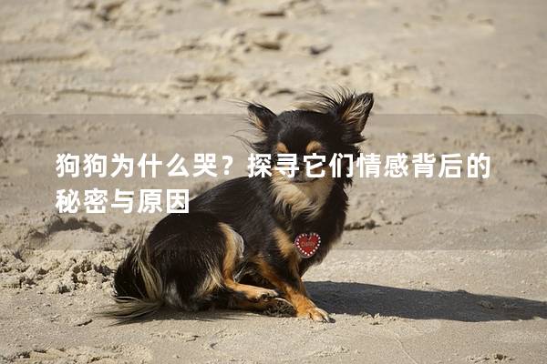 狗狗为什么哭？探寻它们情感背后的秘密与原因