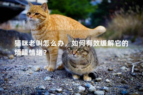 猫咪老叫怎么办，如何有效缓解它的烦躁情绪？