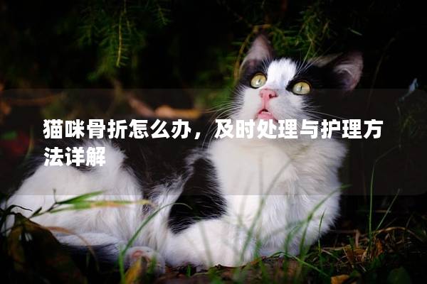 猫咪骨折怎么办，及时处理与护理方法详解