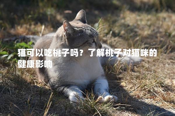 猫可以吃桃子吗？了解桃子对猫咪的健康影响