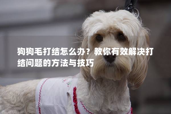 狗狗毛打结怎么办？教你有效解决打结问题的方法与技巧