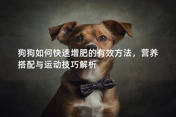 狗狗如何快速增肥的有效方法，营养搭配与运动技巧解析