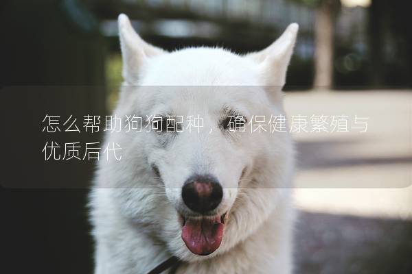 怎么帮助狗狗配种，确保健康繁殖与优质后代
