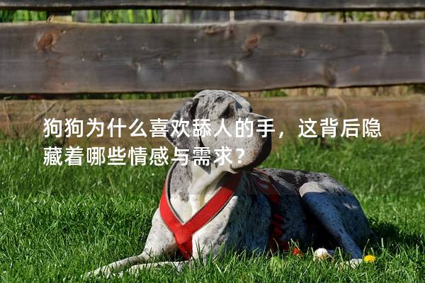 狗狗为什么喜欢舔人的手，这背后隐藏着哪些情感与需求？