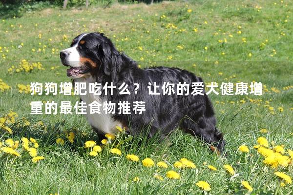 狗狗增肥吃什么？让你的爱犬健康增重的最佳食物推荐