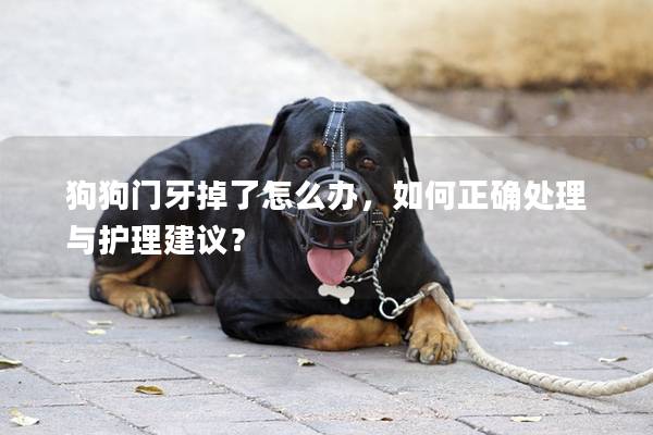 狗狗门牙掉了怎么办，如何正确处理与护理建议？