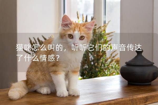 猫咪怎么叫的，听听它们的声音传达了什么情感？