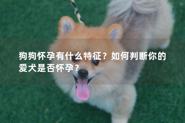 狗狗怀孕有什么特征？如何判断你的爱犬是否怀孕？