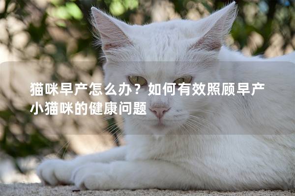 猫咪早产怎么办？如何有效照顾早产小猫咪的健康问题